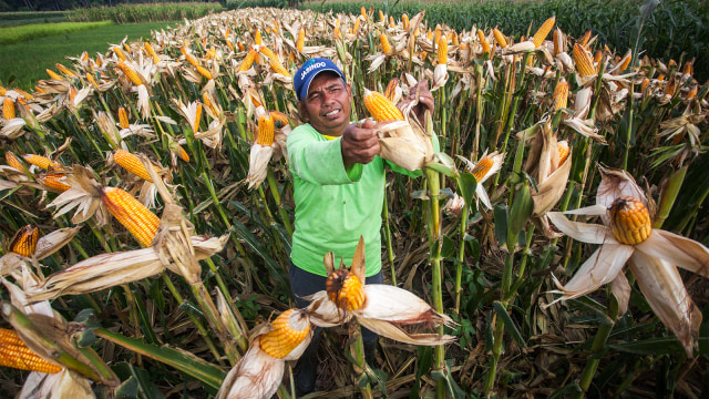 Petani memanen jagung. (Foto: ANTARA FOTO/Andreas Fitri Atmoko)