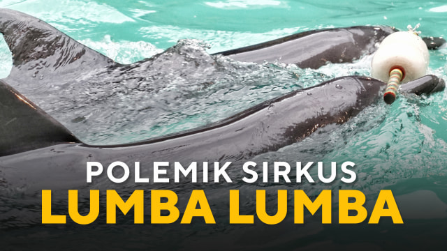 Polemik Sirkus Lumba-lumba. (Foto: Helmi Afandi Abdullah/kumparan)