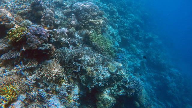 Suasana terumbu karang di kepulauan Taka Bonerate, Kabupaten Kepulauan Selayar, Sulawesi Selatan. (Foto:  Cornelius Bintang/kumparan)