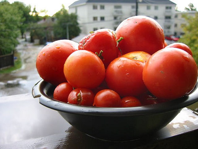 Tomat terlalu matang (Foto: flickr/ Dulcie)