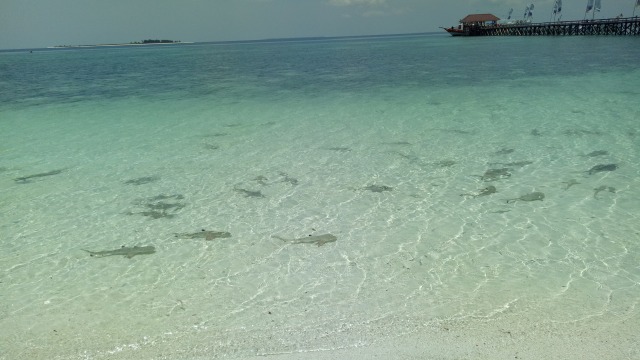 Bayi hiu di bibir pantai di Pulau Tinabo (Foto: Andari Novianti/kumparan)