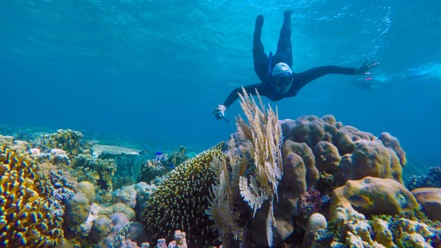 Keindahan bawah laut Pulau Tinabo (Foto: Agung Rizky)