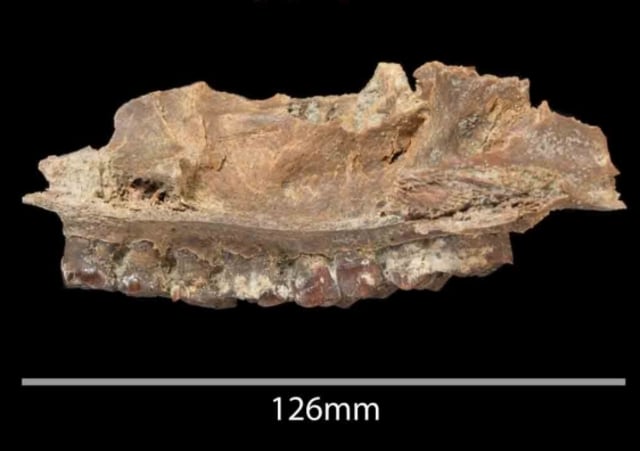 Fosil mamalia yang ditemukan di Ti’s al Ghadah, Arab Saudi (Foto: Palaeodeserts Project (Ian R. Cartwright))