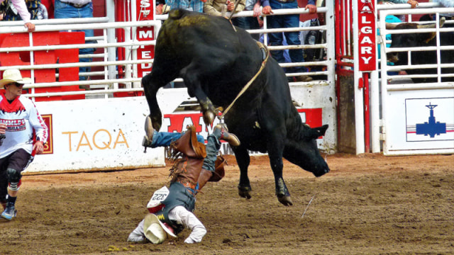 Rodeo Kanada, Pertunjukan Terbaik di Muka Bumi (2)