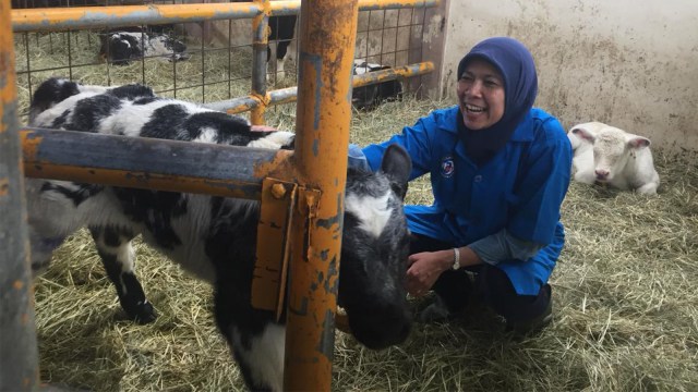 Pengembangbiakkan Sapi Belgian Blue di Balai Embrio Ternak (BET) Cipelang, Bogor, Senin (5/11). (Foto: Nurul Nur Azizah/kumparan)