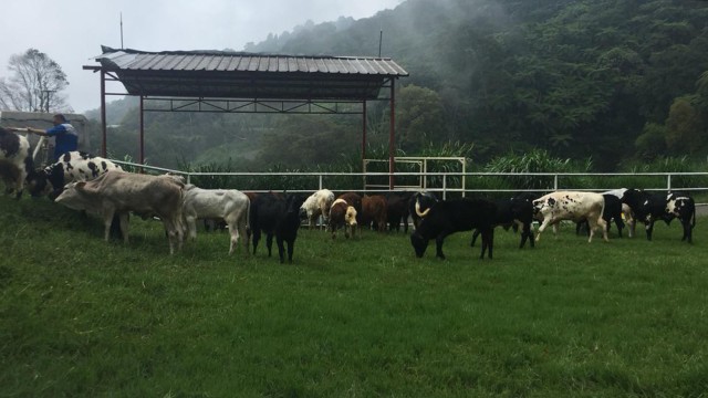 Pengembangbiakkan Sapi Belgian Blue di Balai Embrio Ternak (BET) Cipelang, Bogor, Senin (5/11). (Foto: Nurul Nur Azizah/kumparan)