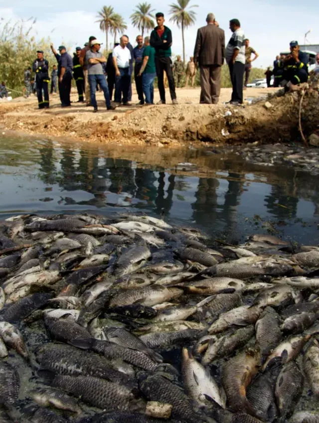 4400 Koleksi Gambar Ikan Mas Untuk Kolase HD Terbaik