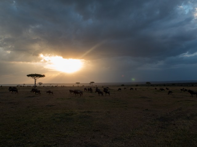 Sunset di Masai Mara, Kenya (Foto: Flickr/Weldon Kennedy)