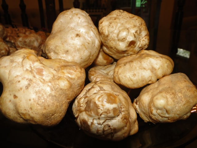 white truffle (Foto: Flickr/Muhammad Shirani)