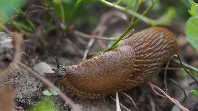 Slug, siput tak bercangkang (hewan invertebrata). Foto: Ratfink1973 via PIxabay