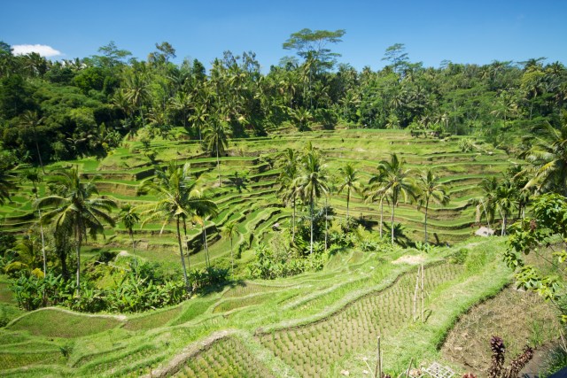 Kemenkumham Usut WN AS yang Viral Ajak WNA Pindah ke Bali Saat Pandemi Corona (62240)
