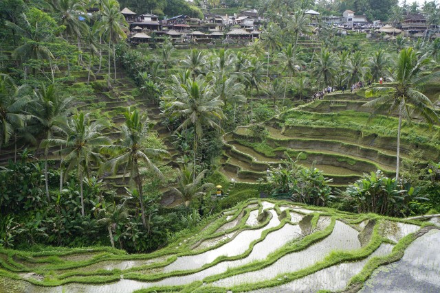 Hamparan Sawah Berundak di Tegallalang, Bali Foto: Flickr/Chang Ju Wu