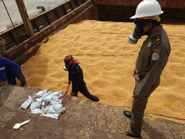 Produksi Jagung (Foto: Kementerian Pertanian)