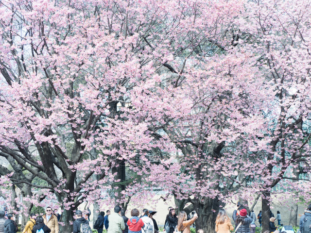 Wisatawan di Shinjuku Gyoen National Garden, Jepang (Foto: Flickr/Tomoaki Saito)