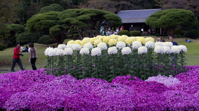 Hamparan Bunga di Shinjuku Gyoen National Garden, Jepang (Foto: Flickr / Harvey Quamen)