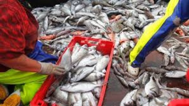 Ikan-Ikan di PNG: Mau kemana paska OOC 2018? (1)