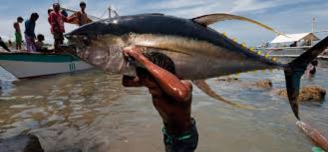 Ikan-Ikan di PNG: Mau kemana paska OOC 2018? (2)