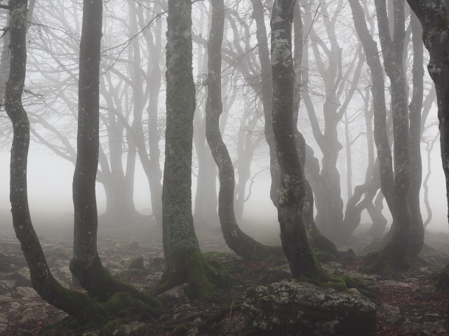Hoia Baciu Forest (Foto: Pixabay)