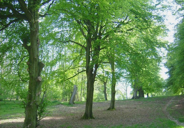 Wychwood Forest (Foto: Wikimedia Commons)