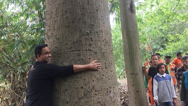 Gubernur DKI Jakarta Anies Baswedan peluk pohon Kapuk atau Randu. (Foto: Mirsan Simamora/kumparan)