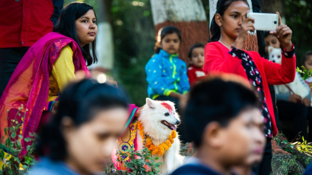 Festival Kukur Puja di Nepal  (Foto: Shutter Stock)