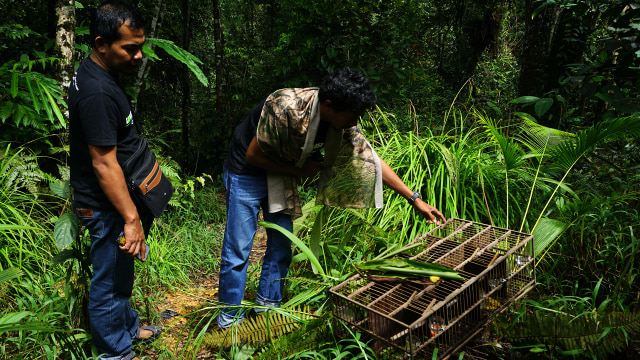 Menilik Jejak Masa Depan Harimau Sumatera di Hutan Aceh. (Foto: Zuhri Noviandi/kumparan)