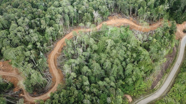 Menilik Jejak Masa Depan Harimau Sumatera di Hutan Aceh. (Foto: Dok. FKL Aceh)