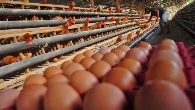 Pekerja mengambil telur di kandang ayam petelur. (Foto: ANTARA FOTO/Adeng Bustomi)