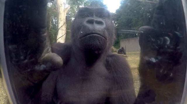 Ekspresi Lucu Gorila ketika Temukan Kamera di Kandangnya
