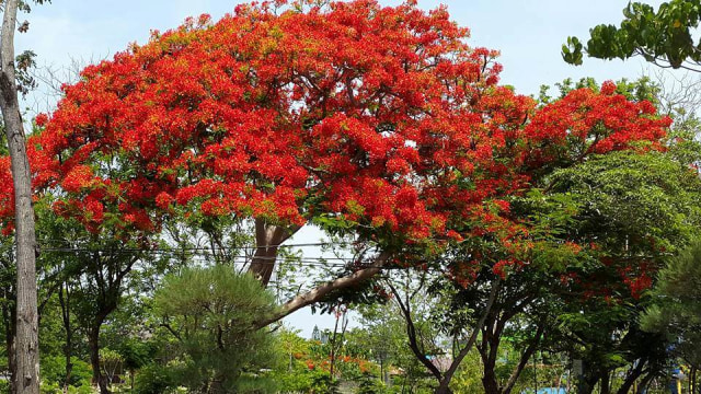 Bunga Flamboyan di Kupang. (Foto: Facebook/Ferdinan Khuana)