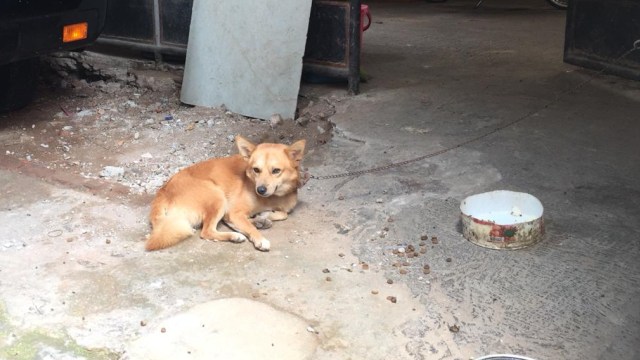 Anjing milik korban pembunuhan di Pondok Gede. (Foto: Raga Imam/kumparan)