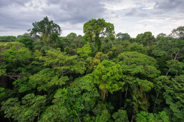 Hutan Amazon di Peru (Foto: Shutter Stock)