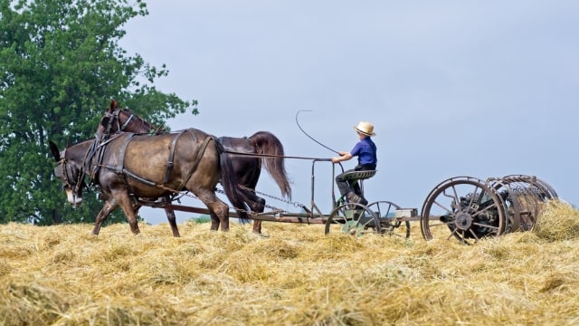 Masyarakat Amish bertani dan beternak  (Foto: Shutter Stock)