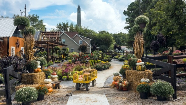 Dekorasi Amish untuk menyambut Halloween dan Thanksgiving (Foto: Shutter Stock)