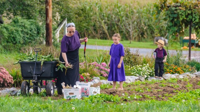 Masyarakat Amish bertani dan beternak  (Foto: Shutter Stock)