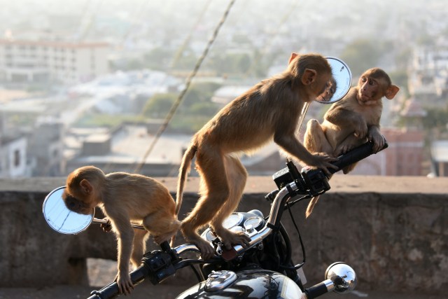 Monyet di India (Foto: AFP/Dominique Faguet)
