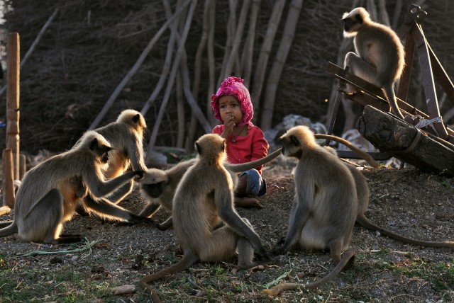Monyet di India (Foto: AFP/Manjunath Kiran)