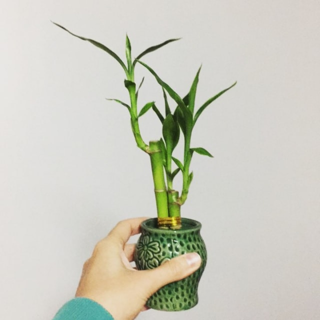 Bambu mini. (Foto:  Instagram/@sskybluee)