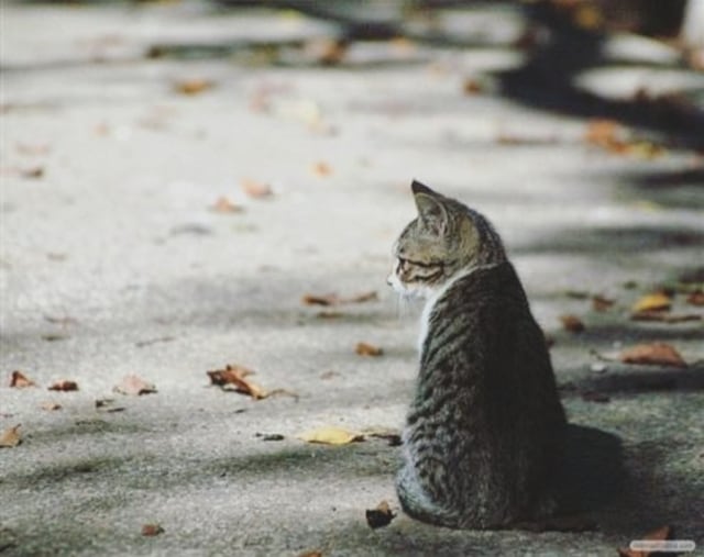 4 Kemungkinan Mengapa Kucing Lebih Suka Menyendiri Menjelang Mati