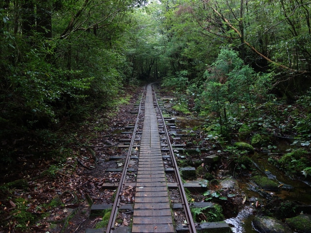 Pulau Yakushima di Jepang (Foto: Pixabay)