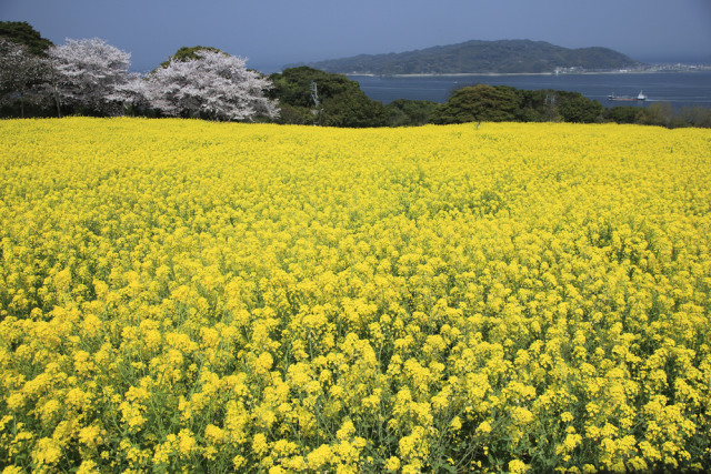 Pulau Nokonoshima di Jepang (Foto: Shutter Stock)