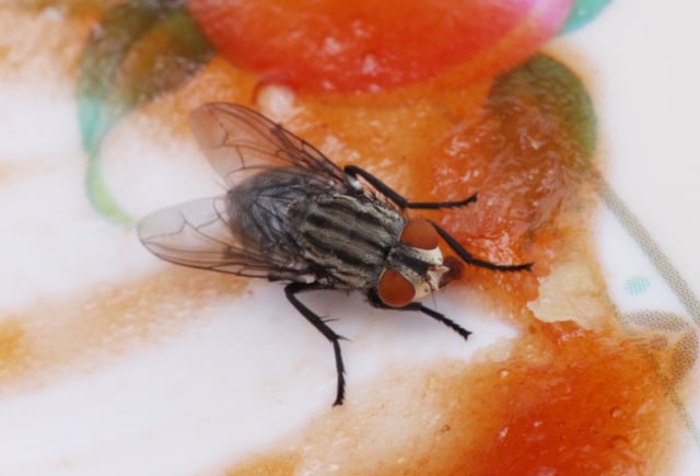 Ilustrasi lalat hinggap di makanan (Foto: dok.freepik.com)