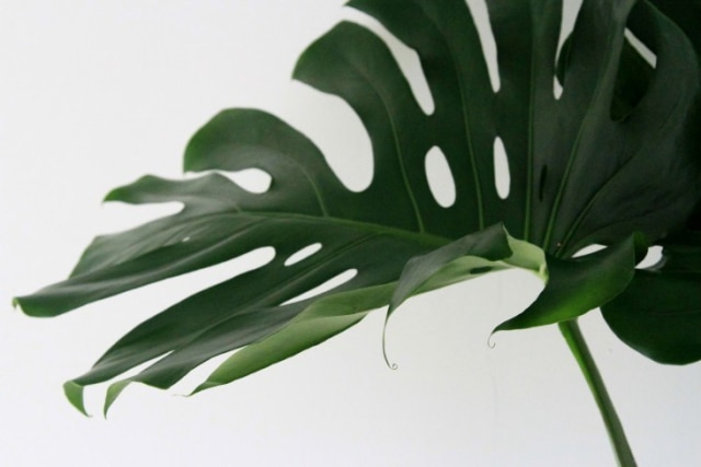 Monstera Tanaman Hias Indoor Penyejuk Ruangan Kumparancom