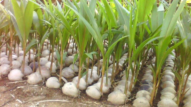 Bibit kelapa untuk peremajaan kebun anggota Koperasi Produksi Mitra Kelapa (KPMK), Pangandarang, Jawa Barat. (Foto: Dok. KPMK)