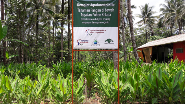 Kebun kelapa dan bibit yang siap ditanap untuk program peremajaan milik Koperasi Produksi Mitra Kelapa (KPMK). (Foto: Dok. KPMK)