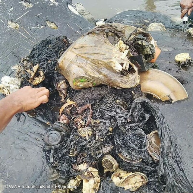 Seekor Paus Sperma (Physeter macrocephalus) terdampar di Pulau Kapota, Wakatobi dalam kondisi sudah membusuk (18/11). (Foto: Dok. WWF)