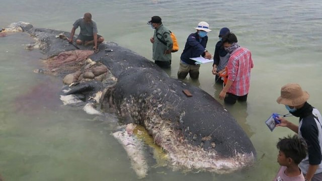 Seekor Paus Sperma (Physeter macrocephalus) terdampar di Pulau Kapota, Wakatobi dalam kondisi sudah membusuk (18/11). (Foto: Dok. WWF)