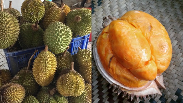 Meek Farm Kebun Durian. (Foto: Instagram/@yacintaoliv dan @meekfarmkebundurianbjb)