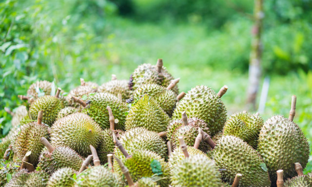 Durian hijau. Foto: Shutterstock
