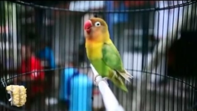 Lovebird Kusumo (Foto: Youtube)